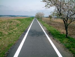 印旛沼脇の道、桜がちらほらと