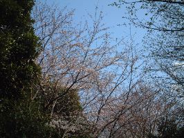 秋津公園の桜