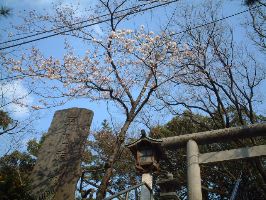 大神宮の桜